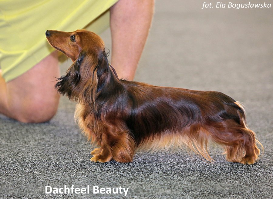 Dachfeel Beauty 3