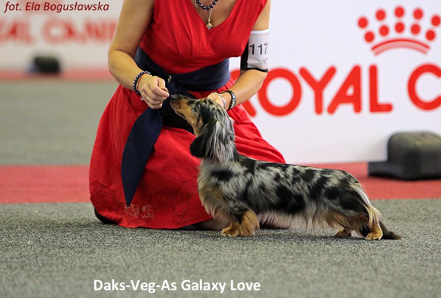 Daks Veg As Galaxy Love 2