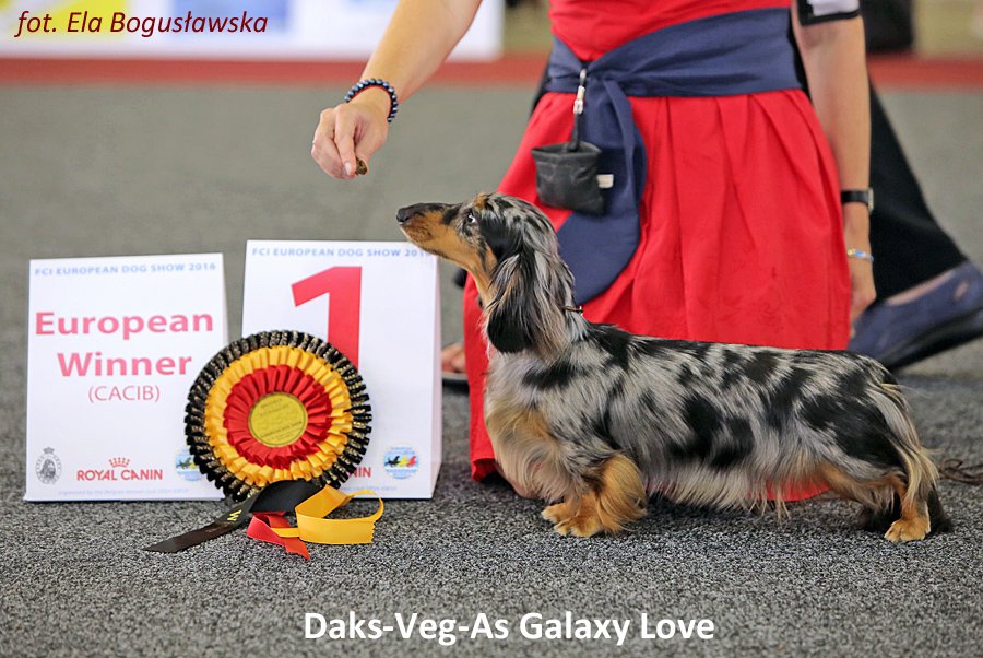 Daks Veg As Galaxy Love Zwyciężczyń Europy