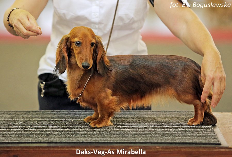 Daks Veg As Mirabella