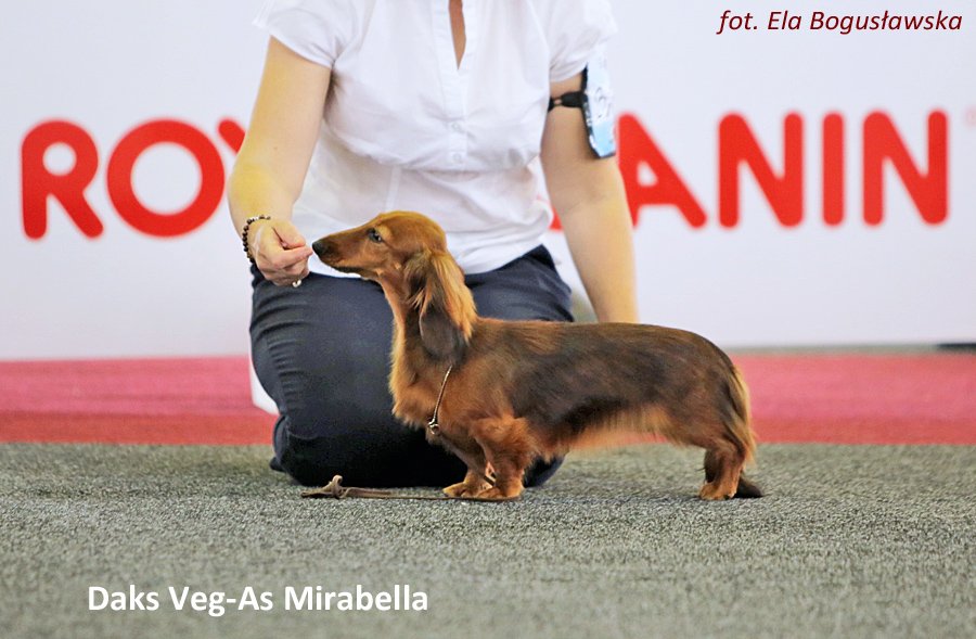 Daks Veg As Mirabella 3