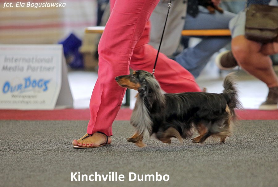 Kinchville Dumbo 3