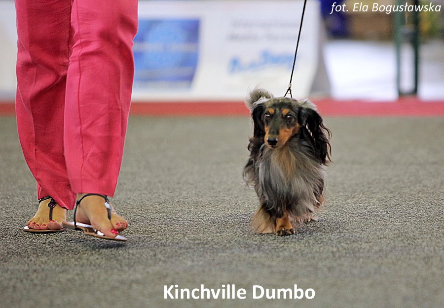 Kinchville Dumbo 4