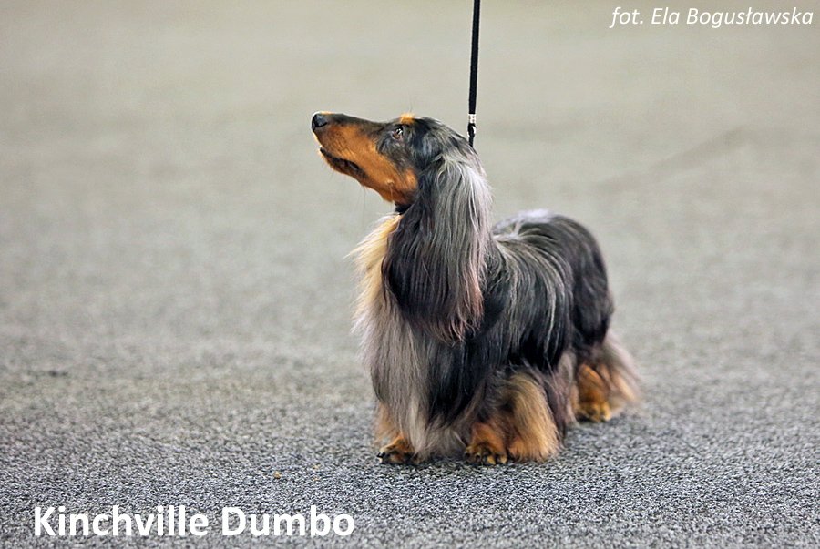 Kinchville Dumbo 5