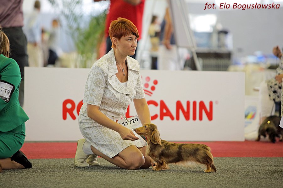 Minidogland Royal Freckled Dream
