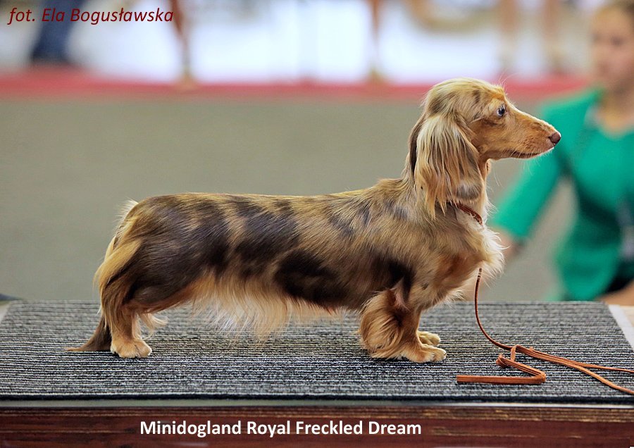 Minidogland Royal Freckled Dream 2