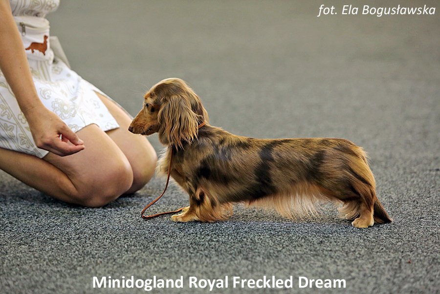 Minidogland Royal Freckled Dream 3