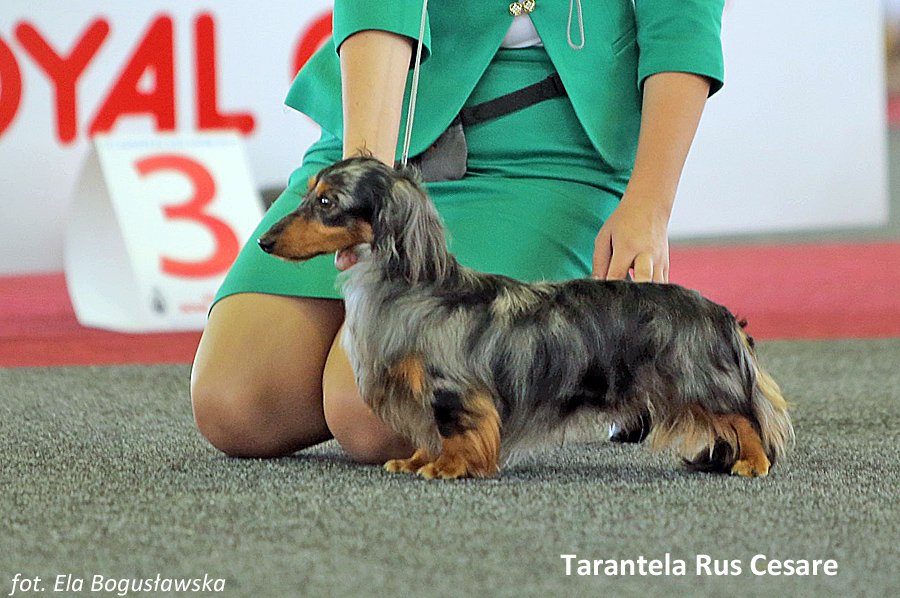 Tarantela Rus Cesare
