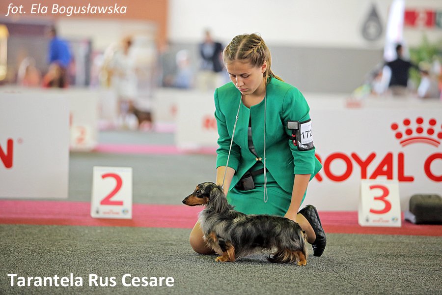 Tarantela Rus Cesare 2