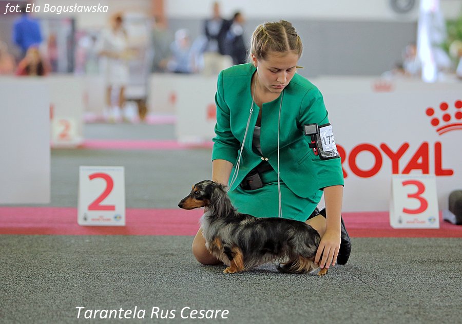 Tarantela Rus Cesare 3