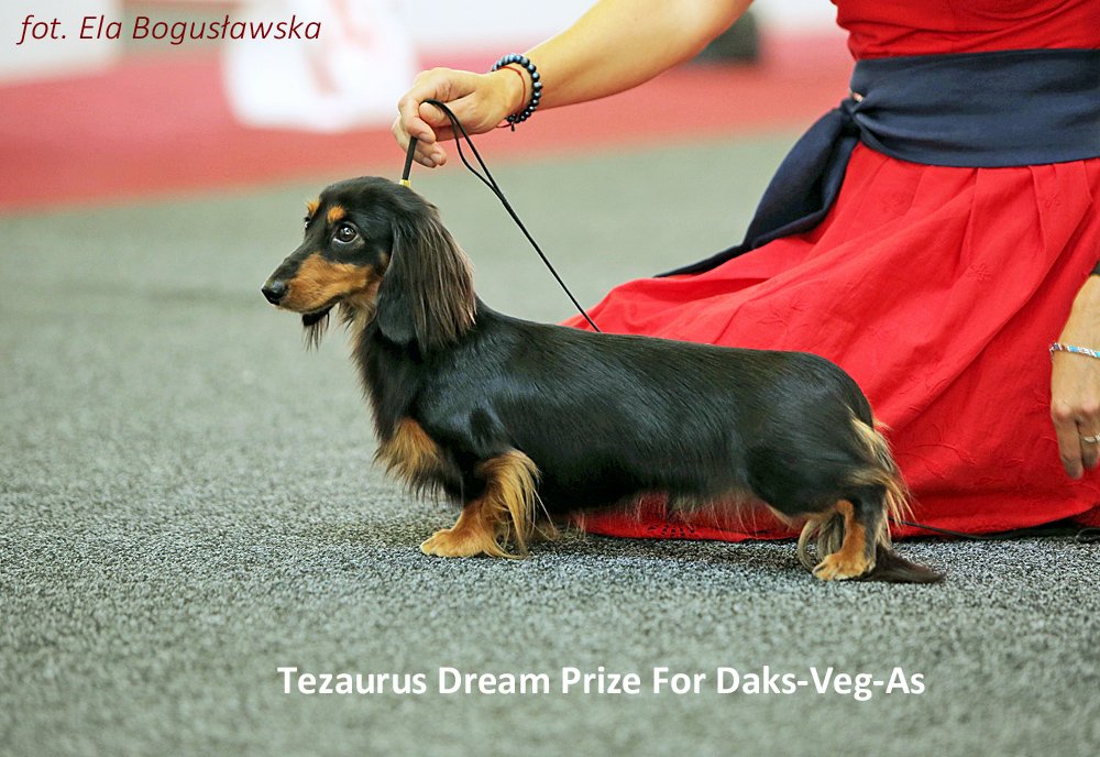 Tezaurus Dream Prize For Daks Veg As