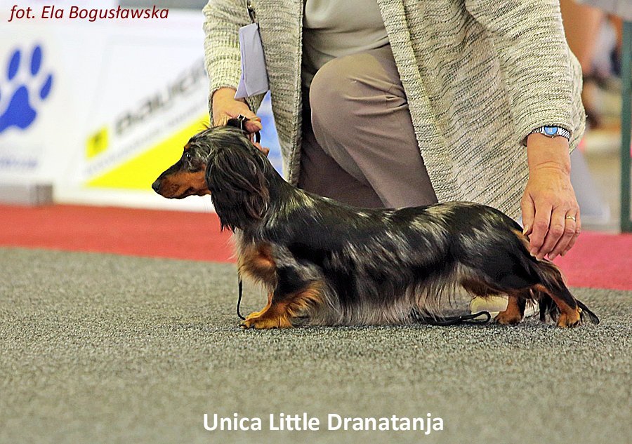jamniczka Unica Little Dranatanja