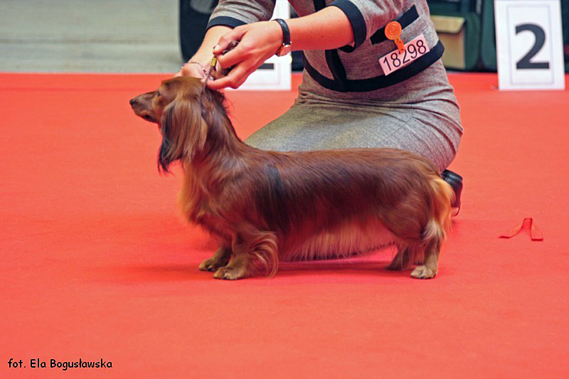 jamnik dlugowlosy kroliczy CAC klasa champion w suki Heatwave Cevennes 800x600 