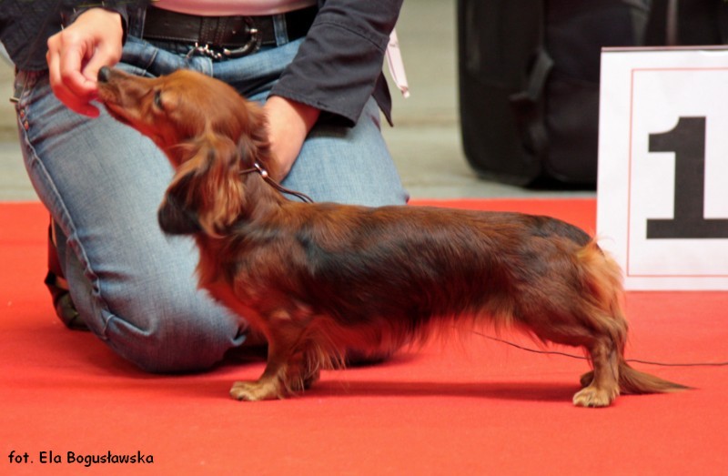 jamnik dlugowlosy kroliczy CAC po rednia Southinwinds Big City Lights ML 800x600 