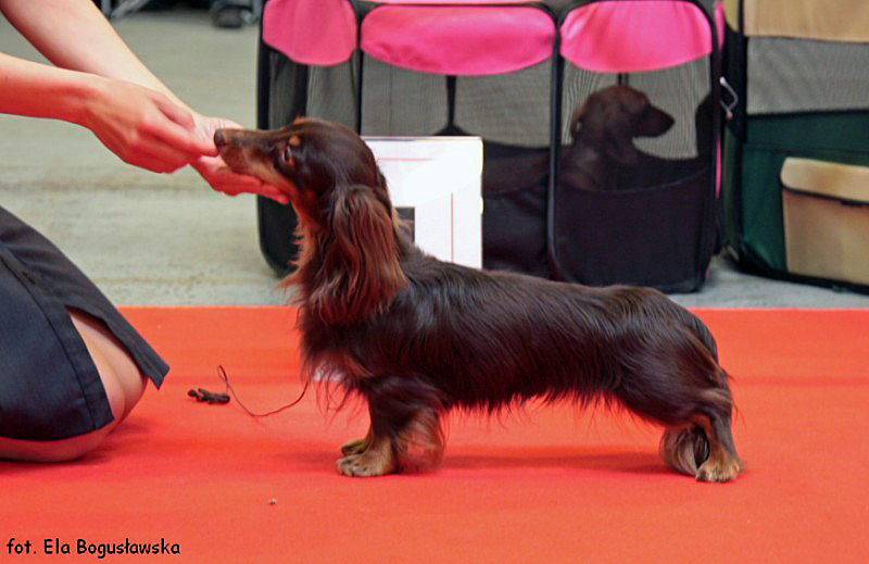 jamnik dlugowlosy kroliczy DAKS VEG AS EARLY MORNING COFFEE 800x600 