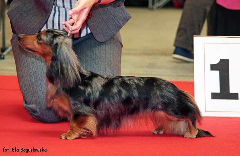 jamnik dlugowlosy kroliczy DAKS VEG AS HIUCAN HARLEY QUINN 4 800x600 