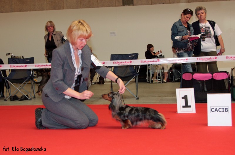 jamnik dlugowlosy kroliczy DAKS VEG AS HIUCAN HARLEY QUINN 8 800x600 