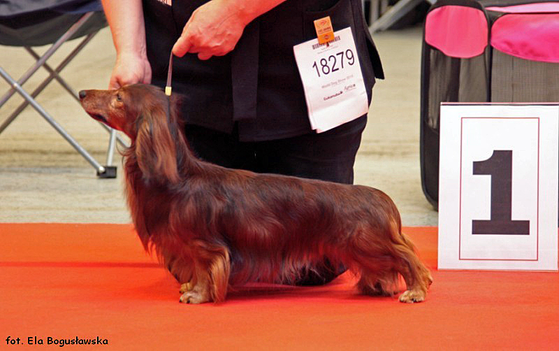 jamnik dlugowlosy kroliczy Dazzler 800x600 