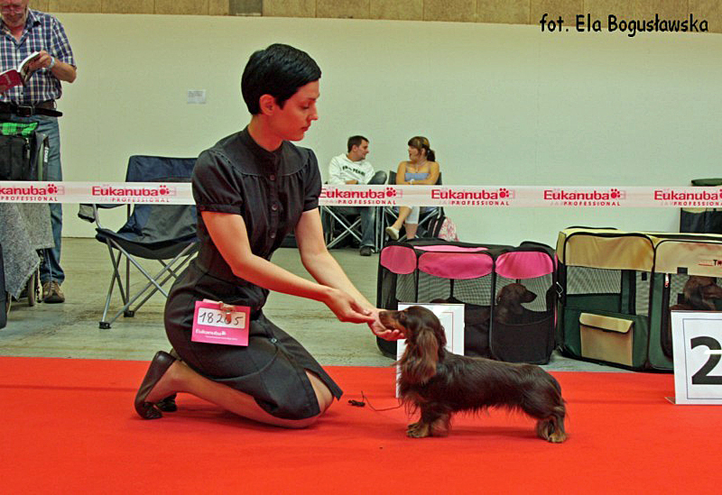 jamnik dlugowlosy kroliczy JWW DAKS VEG AS EARLY MORNING COFFEE 2 800x600 