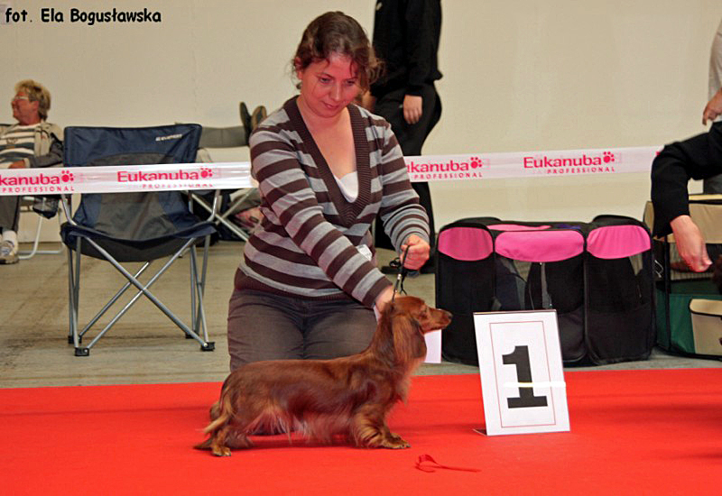 jamnik dlugowlosy kroliczy Malowana Lala CAC 800x600 