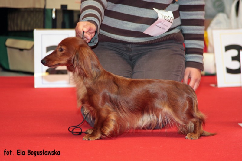 jamnik dlugowlosy kroliczy Malowana Lala ResCACIB 2 800x600 