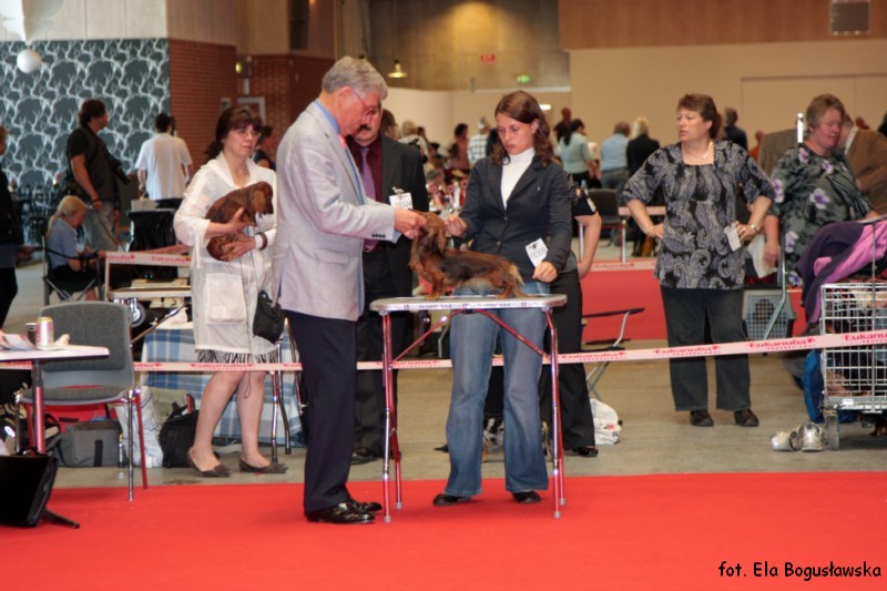 jamnik dlugowlosy kroliczy SOUTHWINDS BIG CITY LIGHTS ML na stoliku 800x600 