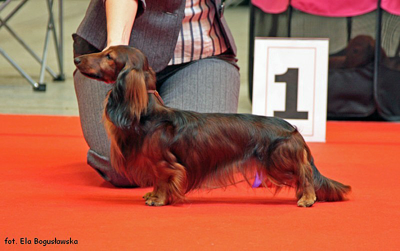 jamnik dlugowlosy kroliczy Top Gun 2 800x600 