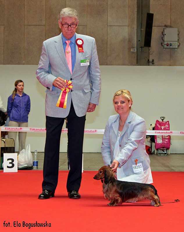 jamnik dlugowlosy kroliczy WW BOB TARANTELA RUS MALENKIY PRINS 800x600 