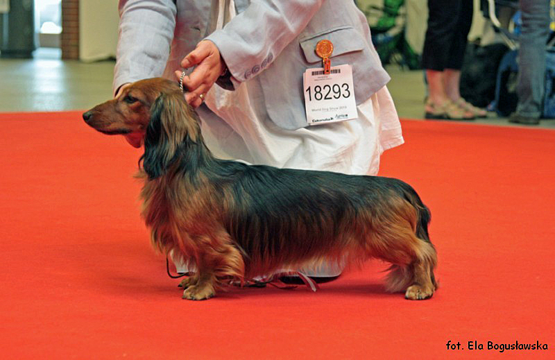 jamnik dlugowlosy kroliczy WW Princ 3 800x600 