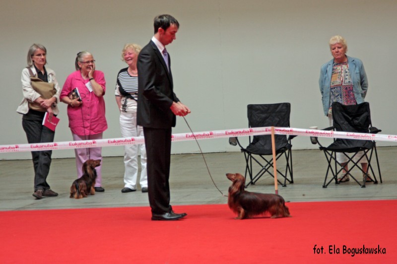 jamnik dlugowlosy miniaturowy Danny 800x600 