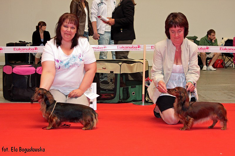 jamniki dlugowlose Suki otwartai V2 i V3 LIMORES ODJA AT CHIRABIDA i SUNDSDAL S TOSCANA 800x600 