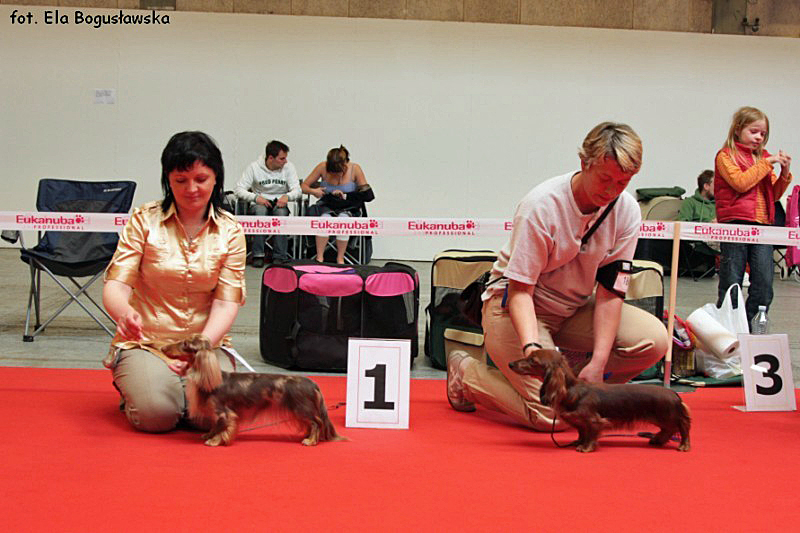 jamniki dlugowlose krolicze Evrika i Tsunami na lokacie 4 800x600 