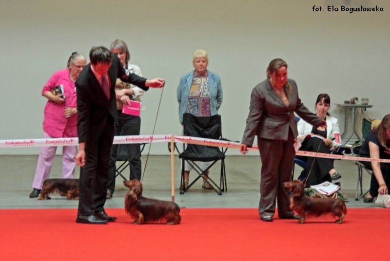 jamniki dlugowlose mianiaturowe Danny i O RILEYS RONJA 800x600 