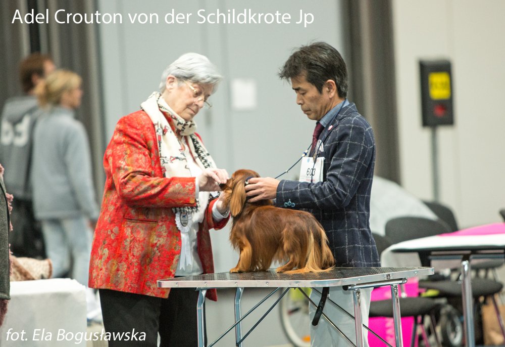 Adel Crouton von der Schildkrote Jp