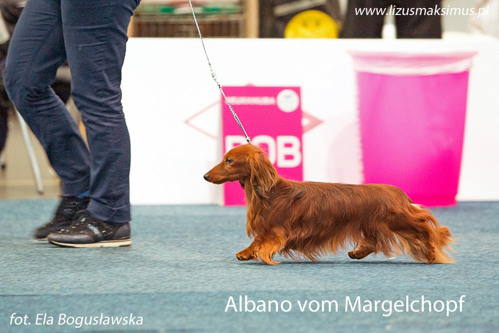Albano vom Margelchopf