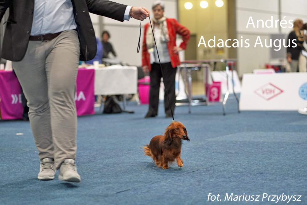 Andrés Adacais Augus w ruchu pm