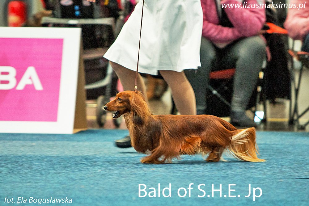 Bald Of S.H.E.Jp2