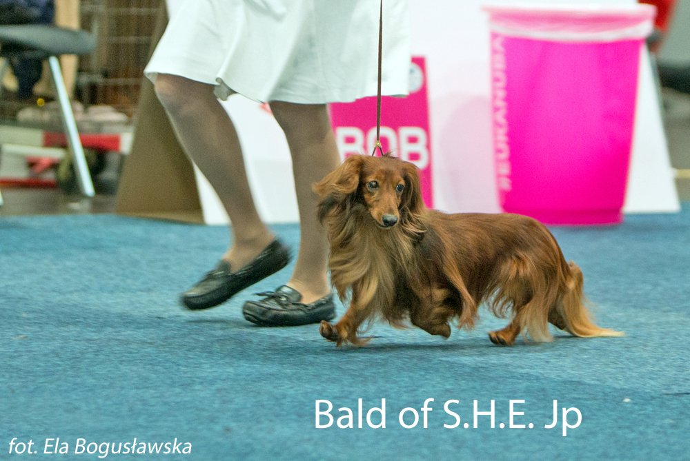 Bald of S.H.E. Jp 3