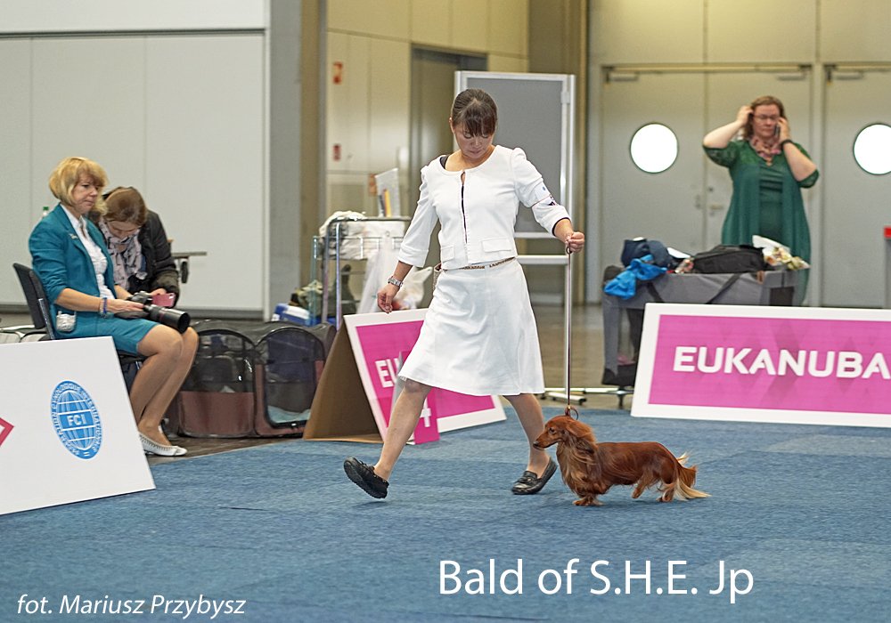Bald of S.H.E. Jp 4