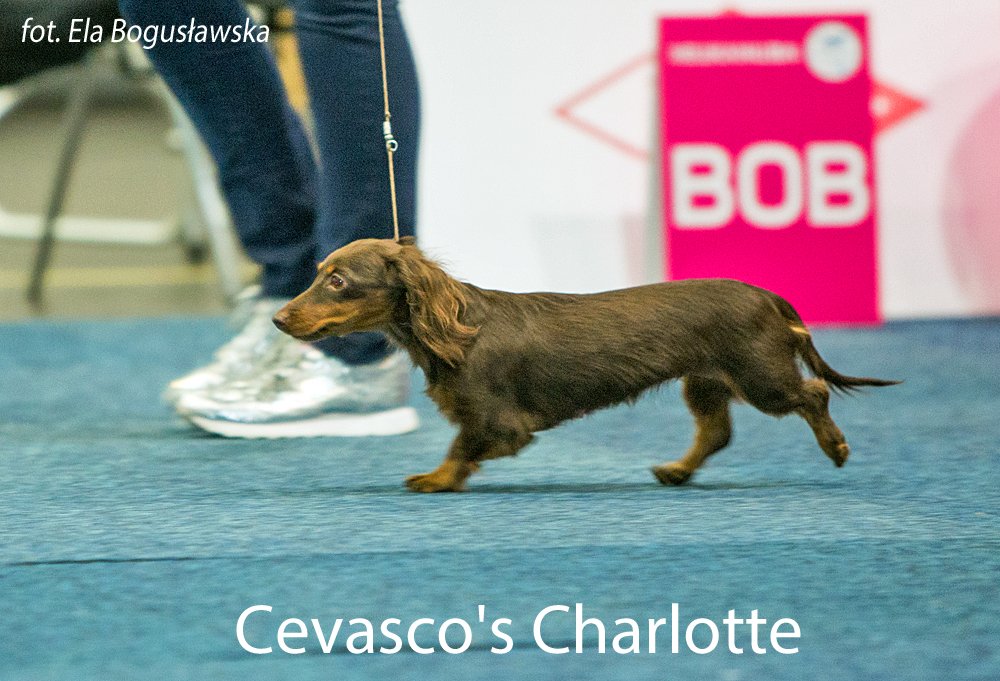 Cevascos Charlotte pm