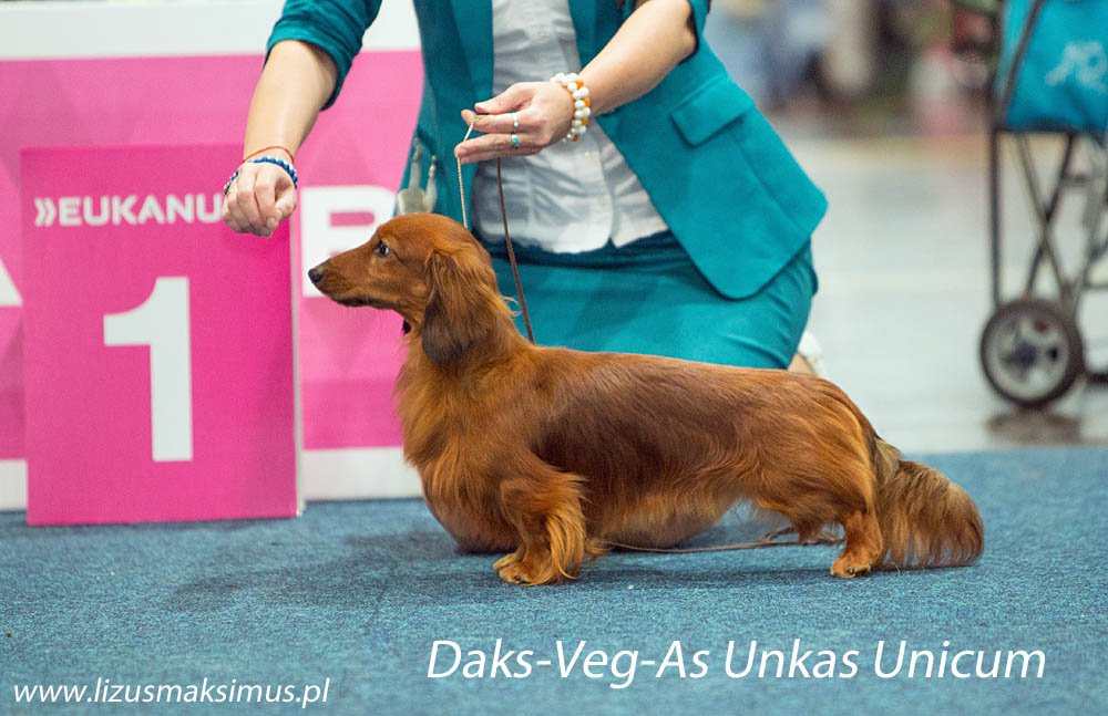 Daks Veg As Unkas Unicum junior