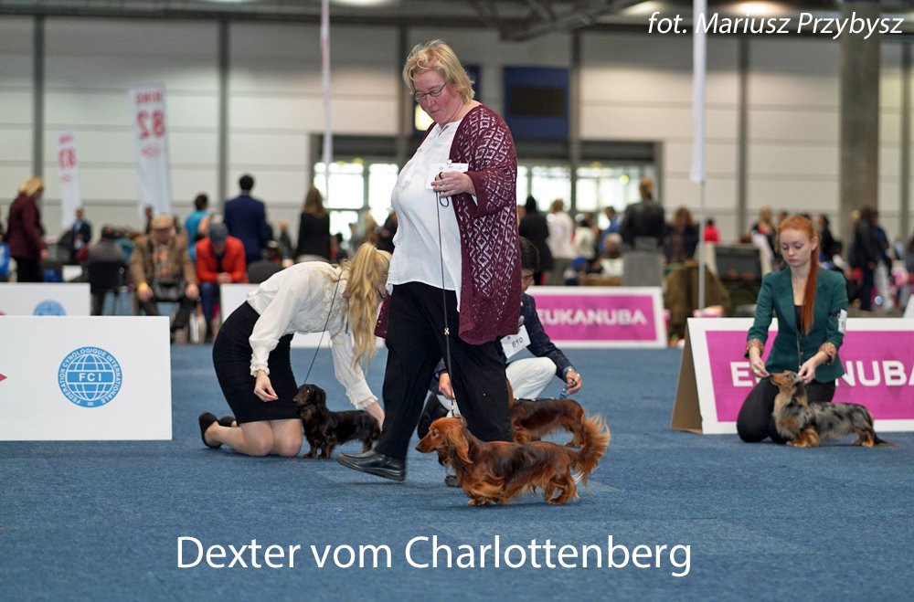 Dexter Vom Charlottenberg