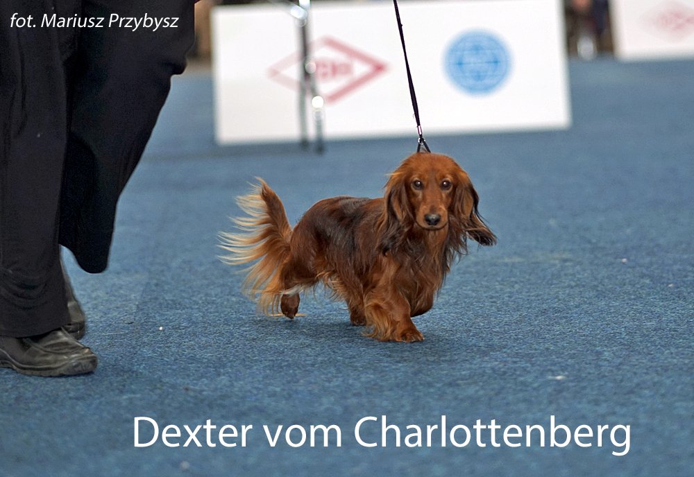 Dexter Vom Charlottenberg 3 pm