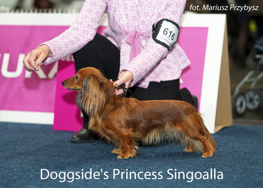 Doggsides Princess Singoalla weteranka pm