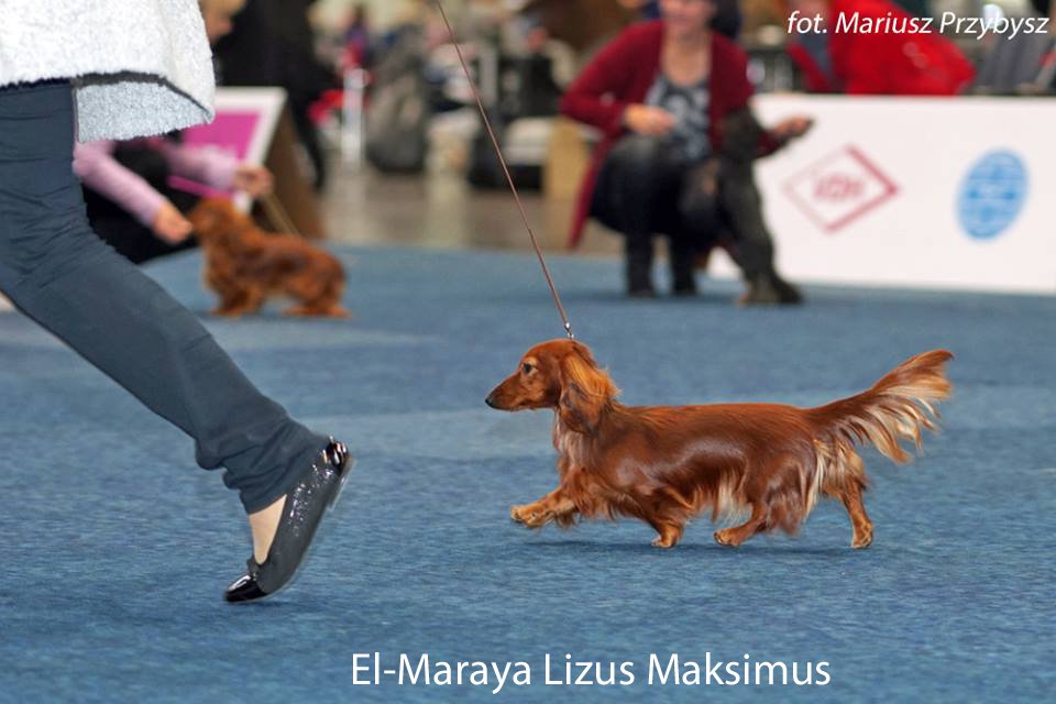 El Maraya Lizus Maksimus 2 pm