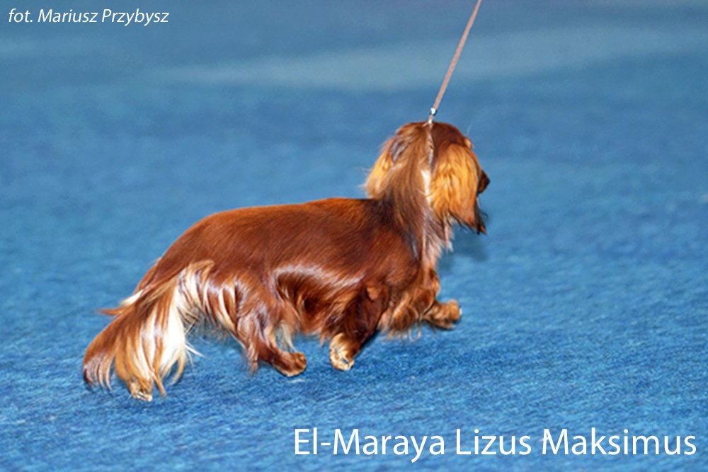 El Maraya Lizus Maksimus 4 pm