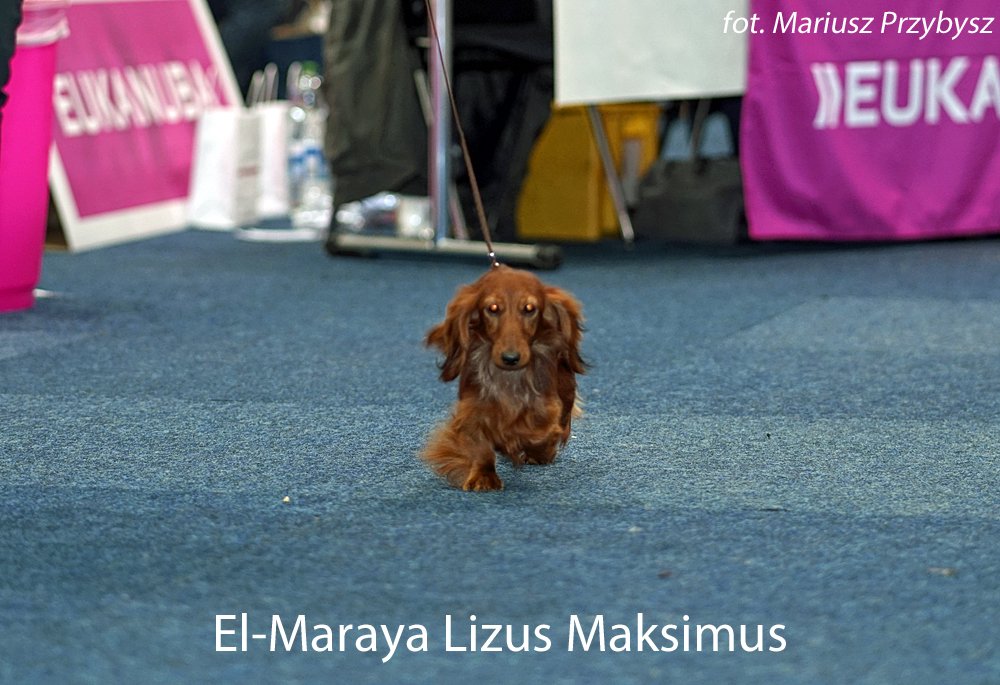 El Maraya Lizus Maksimus pm