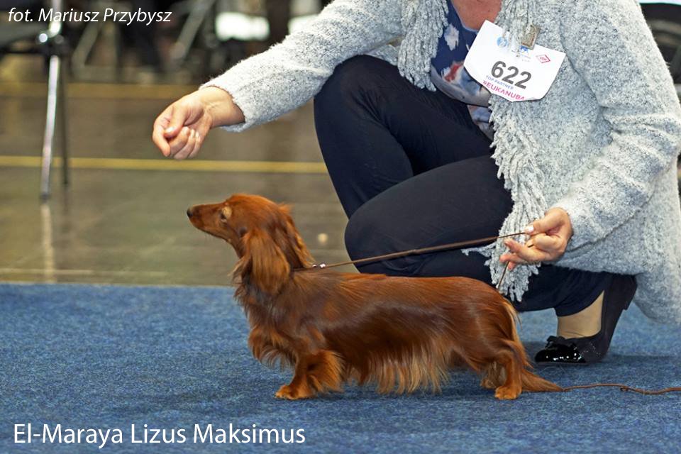 El Maraya Lizus Maksimus vice Junior World Winner