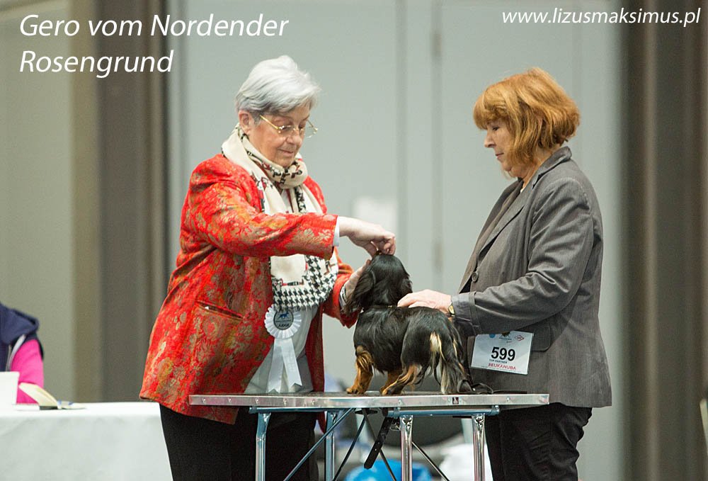 Gero vom Nordender Rosengrund junior