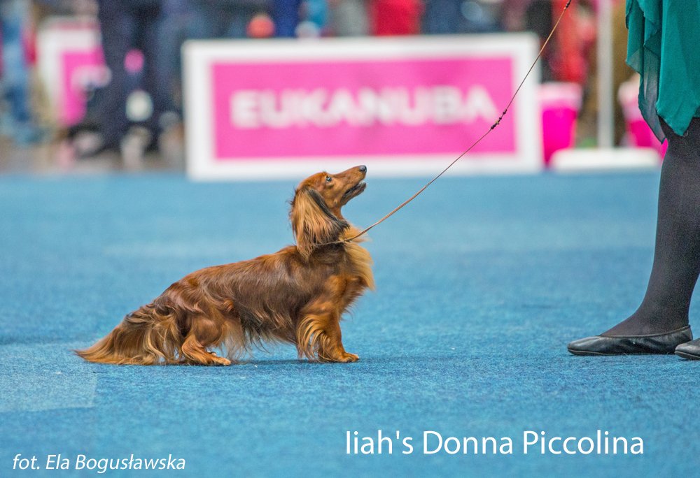 Iiahs Donna Piccolina 2 pm